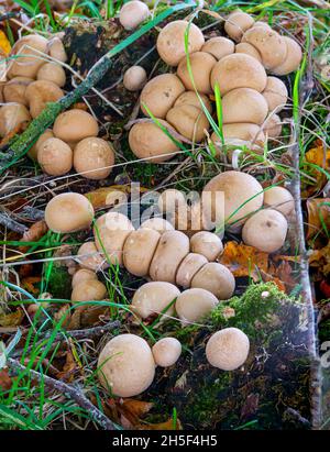 Eine große Truppe junger Pappelpilze (Cyclocybe cylindracea), bekannt als Poplar Fieldcap, Piappino, Velvet Piappini und Piapparello Stockfoto