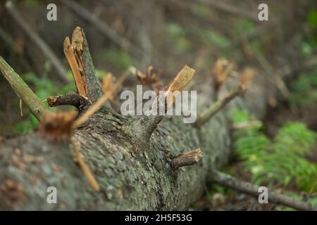 Gefallener Baum mit gebrochenen Ästen, bedeckt mit Moos. Stockfoto