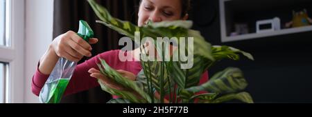 Frau pflegt die Pflanzen zu Hause, indem sie grüne Pflanze mit grüner Flüssigkeit aus der Sprühflasche sprüht Stockfoto