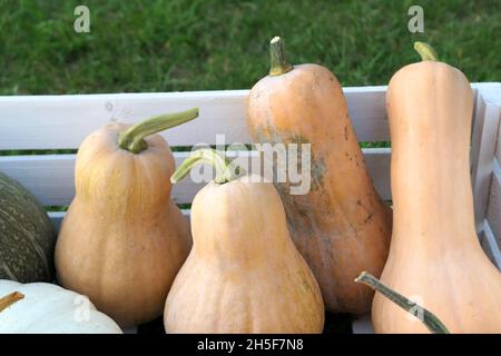 Butternut-Squashes in einem weißen Feld. Herbstkürbisse ernten. Stockfoto