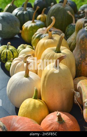 Kürbisse und Squashes heller Hintergrund. Vertikale Zusammensetzung. Stockfoto