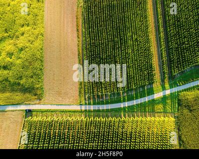 Bayerisches Hopfen Felder von oben während Sonnenaufhebung Stockfoto