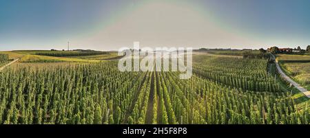 Bayerisches Hopfen Felder von oben während Sonnenaufhebung Stockfoto