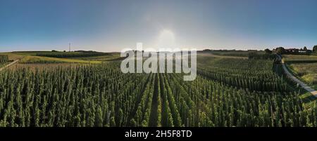 Bayerisches Hopfen Felder von oben während Sonnenaufhebung Stockfoto