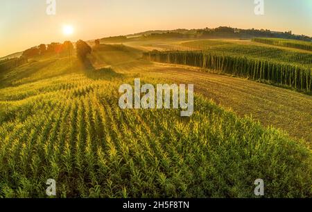 Bayerisches Hopfen Felder von oben während Sonnenaufhebung Stockfoto