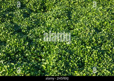 England, Hampshire, Old Alresford, Watercress Fields Stockfoto