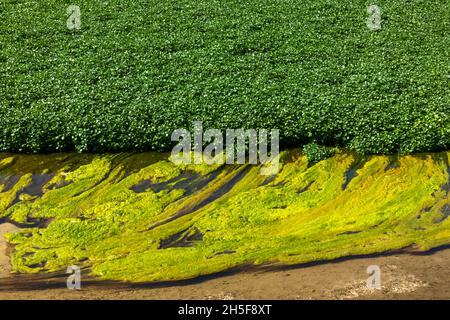 England, Hampshire, Old Alresford, Watercress Fields Stockfoto