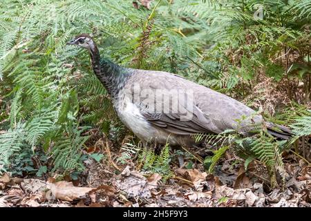 Indian peahen, Pavo cristatus, Brownsea Island, Dorset, National Trust, VEREINIGTES KÖNIGREICH Stockfoto