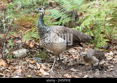 Indische Peahen, Pavo cristatus, mit Küken, Brownsea Island, Dorset, National Trust, Großbritannien Stockfoto