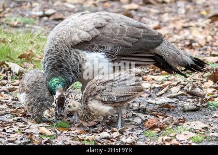 Indische Peahen, Pavo cristatus, mit Chics, Brownsea Island, Dorset, National Trust, Großbritannien Stockfoto