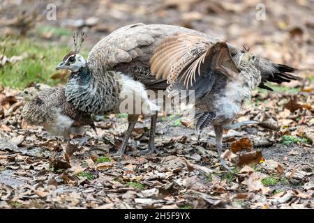 Indische Peahen, Pavo cristatus, mit Küken, Brownsea Island, Dorset, National Trust, Großbritannien Stockfoto