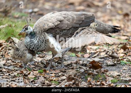 Indische Peahen, Pavo cristatus, mit Küken, Brownsea Island, Dorset, National Trust, Großbritannien Stockfoto