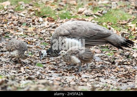 Indische Peahen, Pavo cristatus, mit Küken, Brownsea Island, Dorset, National Trust, Großbritannien Stockfoto