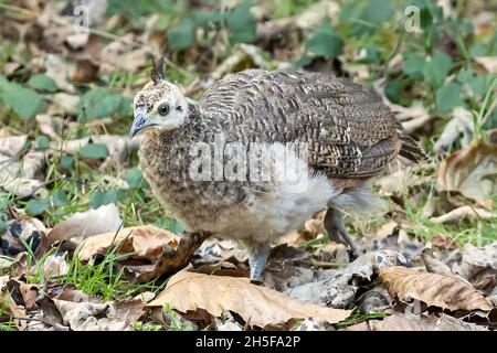 Juvenile Indian Peafowl, Pavo cristatus, Brownsea Island, Dorset, National Trust, VEREINIGTES KÖNIGREICH Stockfoto