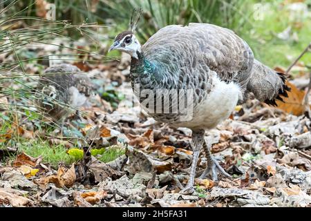 Indische Peahen, Pavo cristatus, mit Küken, Brownsea Island, Dorset, National Trust, Großbritannien Stockfoto