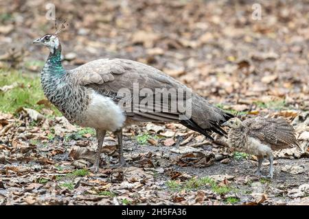 Indische Peahen, Pavo cristatus, mit Küken, Brownsea Island, Dorset, National Trust, Großbritannien Stockfoto