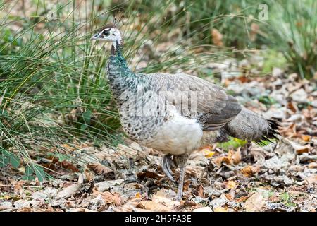 Indische Peahen, Pavo cristatus, mit Küken, Brownsea Island, Dorset, National Trust, Großbritannien Stockfoto