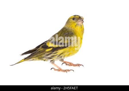 Männliche Siskin, Carduelis spinus, isoliert auf weißem Hintergrund Stockfoto