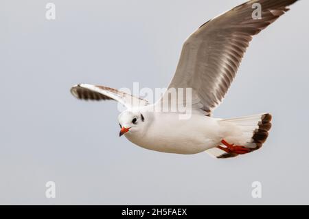 Nahaufnahme der Schwarzkopfmöwe Chroicocephalus ridibundus im Flug während der Wintersaison. Stockfoto