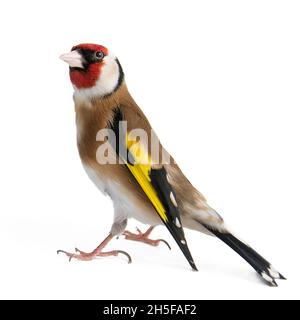Europäischer Goldfink (carduelis carduelis), der isoliert auf Weiß steht. Stockfoto