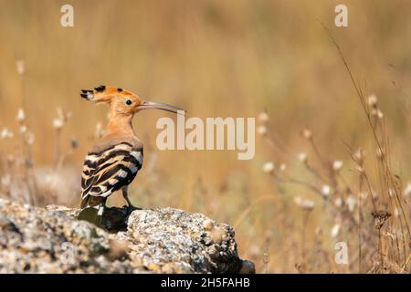 Eurasia-Wiedehopf oder gewöhnlicher Wiedehopf Upupa epops. Stockfoto