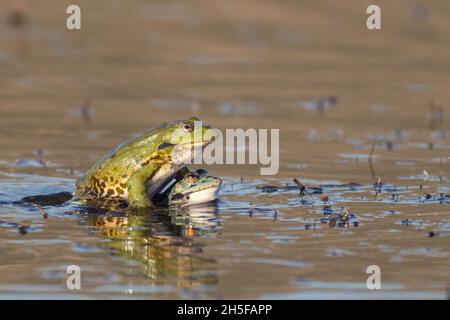 Grüner Marsch Frosch Pelophylax ridibundus, in einem Sprung auf ein schönes Licht. Stockfoto