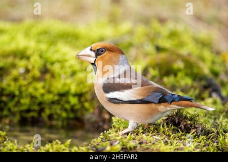 Hawfinch Coccothraustes coccothraustes close up. Steht auf einem schönen Hintergrund. Stockfoto