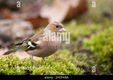 Buchfink Fringilla coelebs sitzt auf dem Boden. Stockfoto