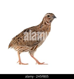 Wachtel, Coturnix coturnix, isoliert auf weißem Hintergrund. Stockfoto