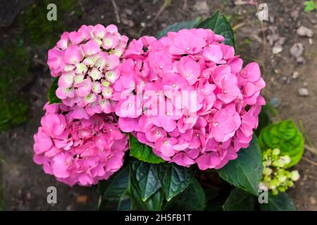 Pink Hydrangea macrophylla (Bigleaf Hydrangea) Blütenstand Nahaufnahme im Sommergarten Stockfoto