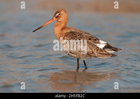 Schwarzschwanzgodwit, Limosa limosa, einzelner Vogel im Wasser. Stockfoto