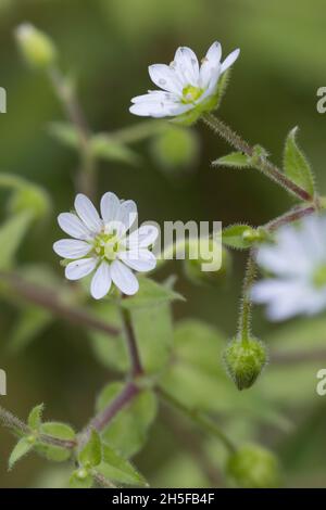 Gemeiner Wasserdarm, Wassermiere, Myosoton aquaticum, Cerastium aquaticum, Stellaria aquatica, Malachium aquaticum, Wasserkicherkraut, Riesenkicherkraut, Stockfoto