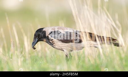 Kapuzen-Krähe steht im Gras mit einem Insekt im Schnabel, im schönen Licht. Corvus cornix. Stockfoto