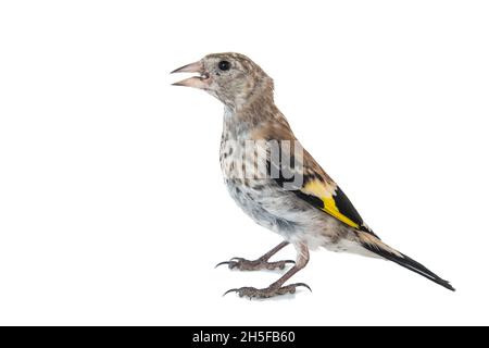 Junger europäischer Goldfink, carduelis carduelis, isoliert auf weißem Hintergrund Stockfoto