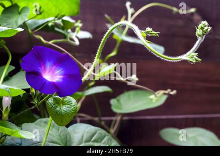 Blue Morning Glory (Ipomoea) Blume, die entlang des Holzzauns klettert, aus der Nähe Stockfoto