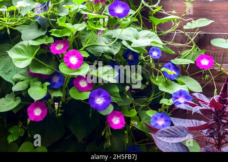 Violette und blaue Blumen der Morgenruhmung (Ipomoea) klettern entlang des Holzzauns Stockfoto