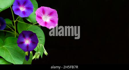 Lila und blaue Morning Glory (Ipomoea) Blumen isoliert auf schwarzem Hintergrund mit Kopierraum Stockfoto