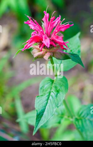 Die Monarda (Monarda didyma) Blume aus der Nähe Stockfoto