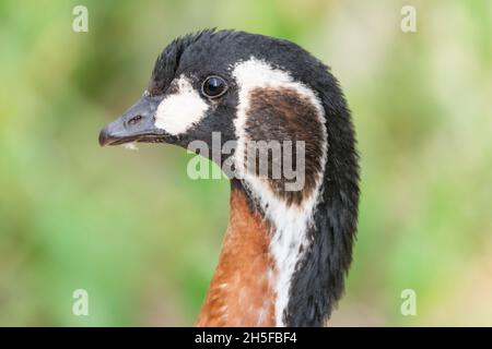 Nahaufnahme einer Rotbrustgans Branta ruficollis. Stockfoto