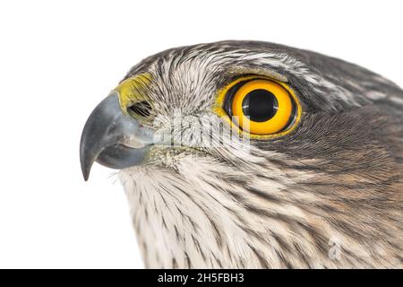 Eurasischer Sparrowhawk, Accipiter nisus, weibliches Nahaufnahme-Porträt Stockfoto
