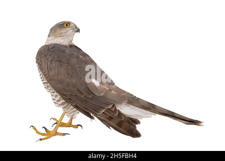 Eurasischer Sparrowhawk, Accipiter nisus, Weibchen isoliert auf Weiß Stockfoto