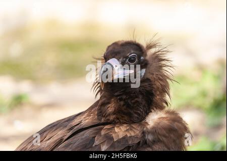 Porträt eines Graugeiers Aegypius monachus, auch bekannt als der Schwarze Geier, Mönchgeier oder Eurasischer Schwarzer Geier. Stockfoto