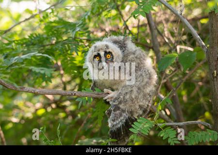 Langohreule ASIO otus - Eulchen Nahaufnahme Porträt. Stockfoto