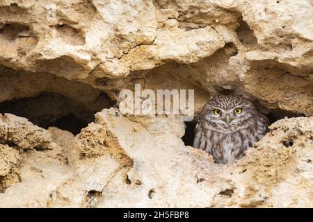 Eine niedliche kleine Eule, die aus ihrem Loch in einer Wand herausschaut. Athene noctua. Stockfoto