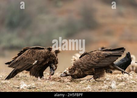 Zwei Geier Aegypius monachus in freier Wildbahn. Stockfoto