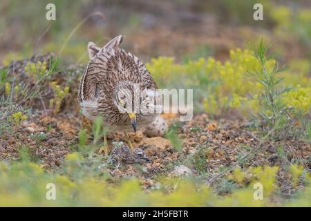 Eurasischer Steincurlew Burhinus oedicnemus und gerade geborenes Huhn. Stockfoto