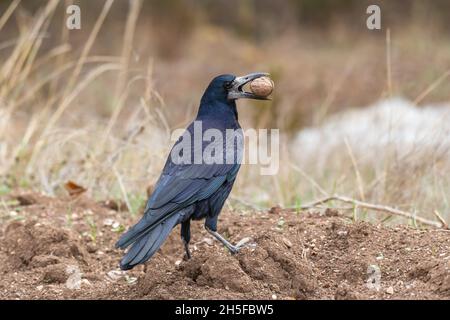 Der Rook, Corvus frugilegus, steht mit einer Nuss im Schnabel. Stockfoto