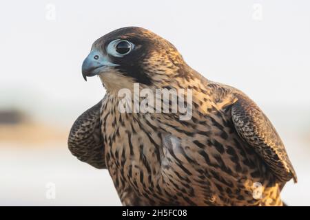 Birds Predator - Wanderfalke Falco peregrinus. Nahaufnahme im Hochformat. Stockfoto