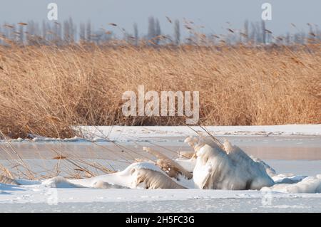 Gefrorenes Schilf am See im Winter. Stockfoto