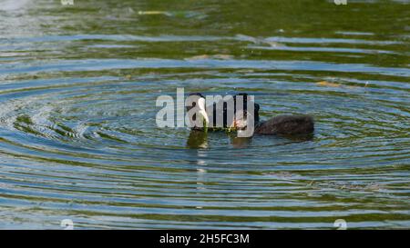 Mutter eurasische Eßhuhn Fulica atra füttert ihr Küken. Stockfoto